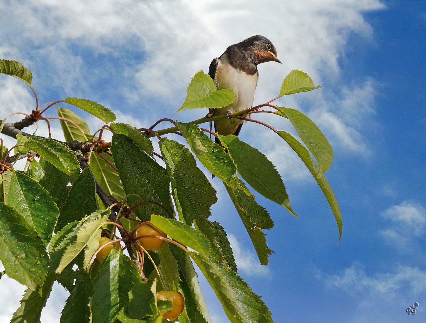 Sur la branche de cerisier, l'hirondelle ....