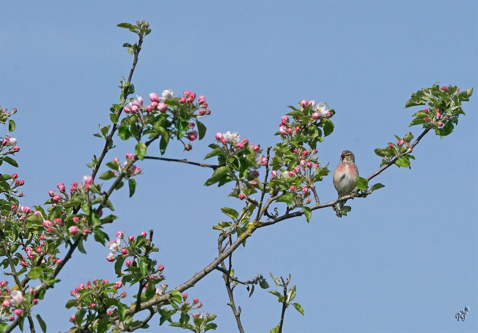 Sur la branche de pommier ...