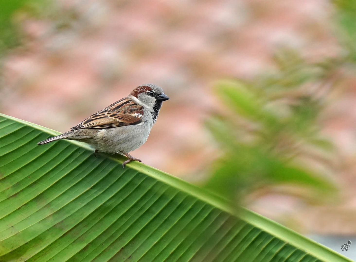 Sur la branche du bananier .... le moineau