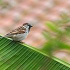 Sur la branche du bananier .... le moineau