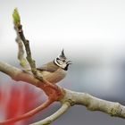 Sur la branche du figuier... la mésangee huppée