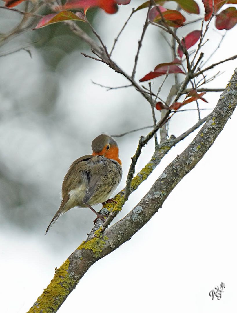 Sur la branche... la toilette du rouge gorge