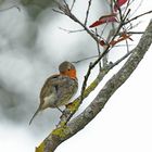 Sur la branche... la toilette du rouge gorge