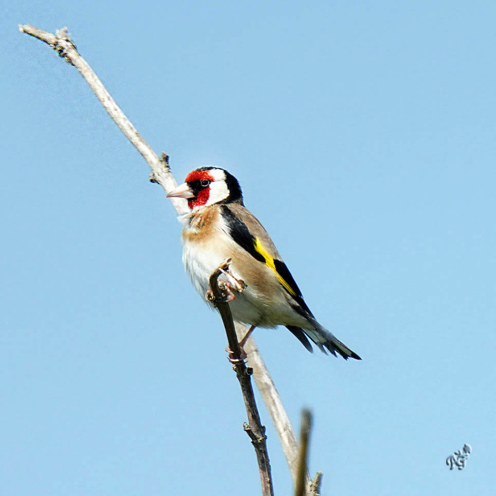 Sur la branche le chardonneret élégant