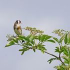 Sur la branche .... le chardonneret