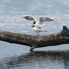 sur la branche ... les mouettes