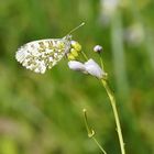 Sur la cardamine, l'aurore ....