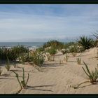 Sur la dune