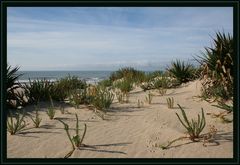 Sur la dune