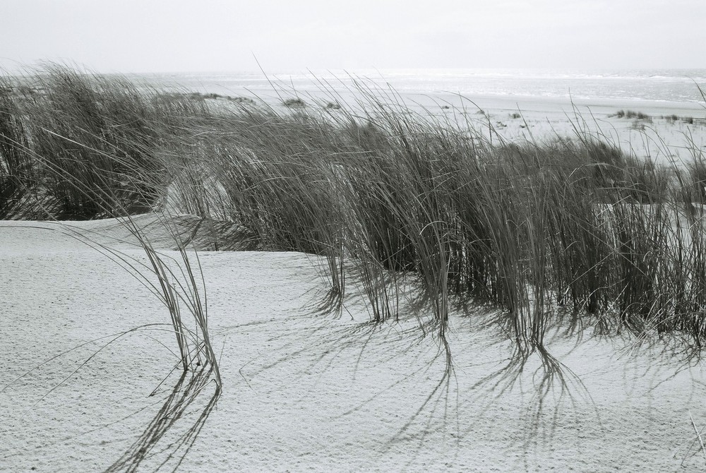 Sur la dune abandonnée...