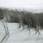 Sur la dune abandonnée...