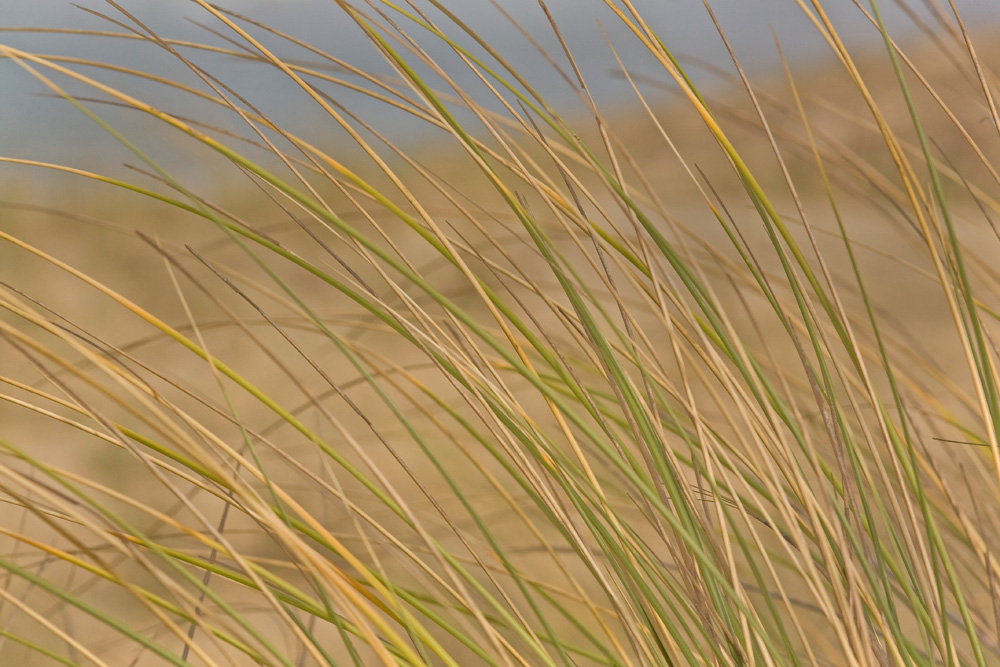 sur la dune poussées par le vent d' Est !