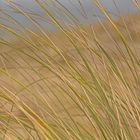 sur la dune poussées par le vent d' Est !