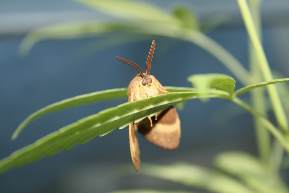 sur la feuille