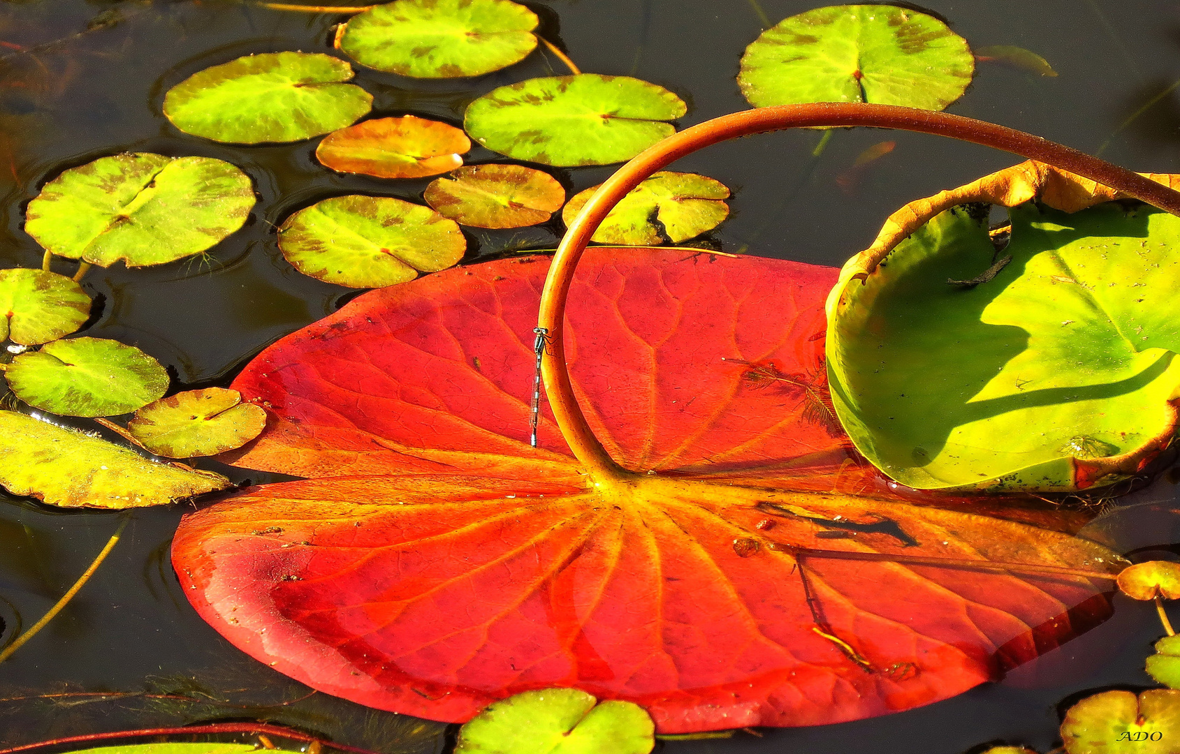 sur la feuille rouge 