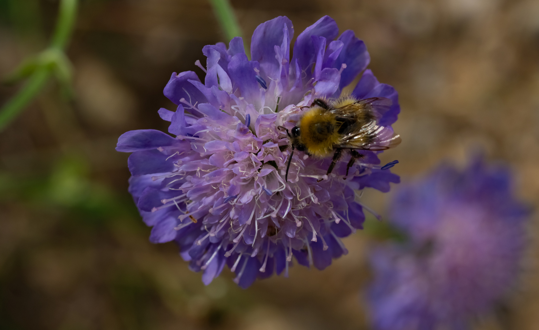 Sur la fleur ! 