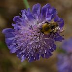 Sur la fleur ! 