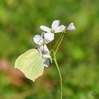 Sur la fleur de Cardamine ... le citron