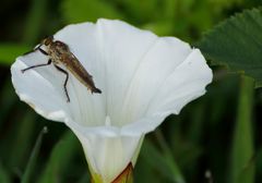 sur la fleur de liseron !!!