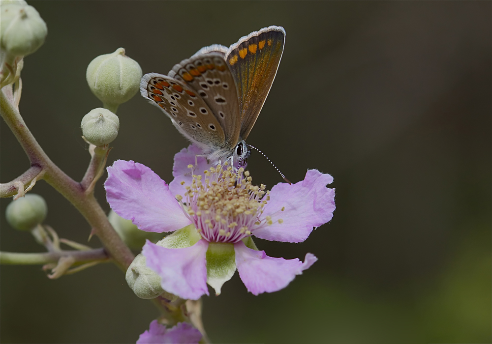 Sur la fleur de ronce