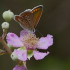 Sur la fleur de ronce