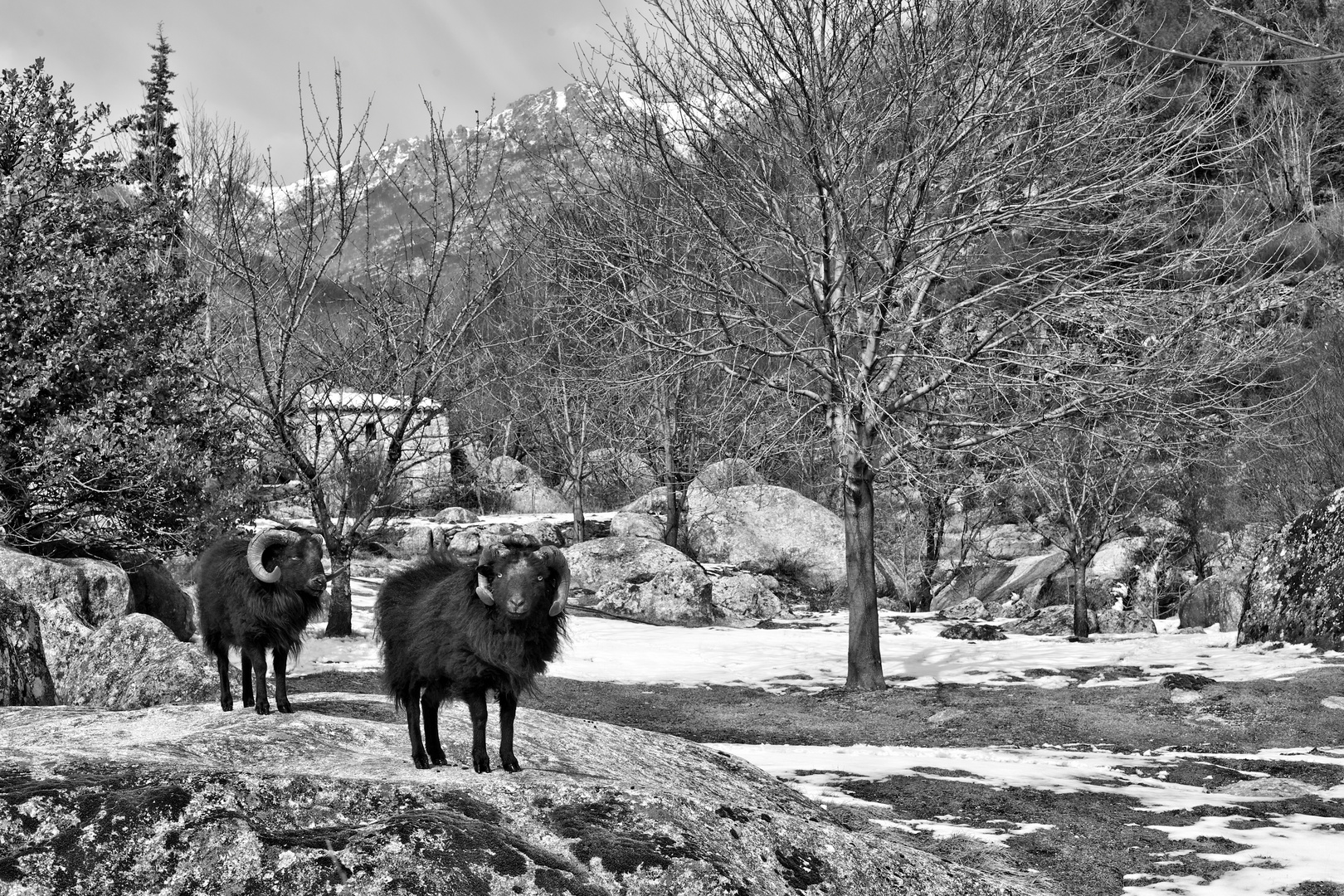 Sur la montagne du Trens à vialas. ( Lozère )