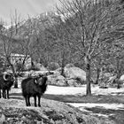 Sur la montagne du Trens à vialas. ( Lozère )