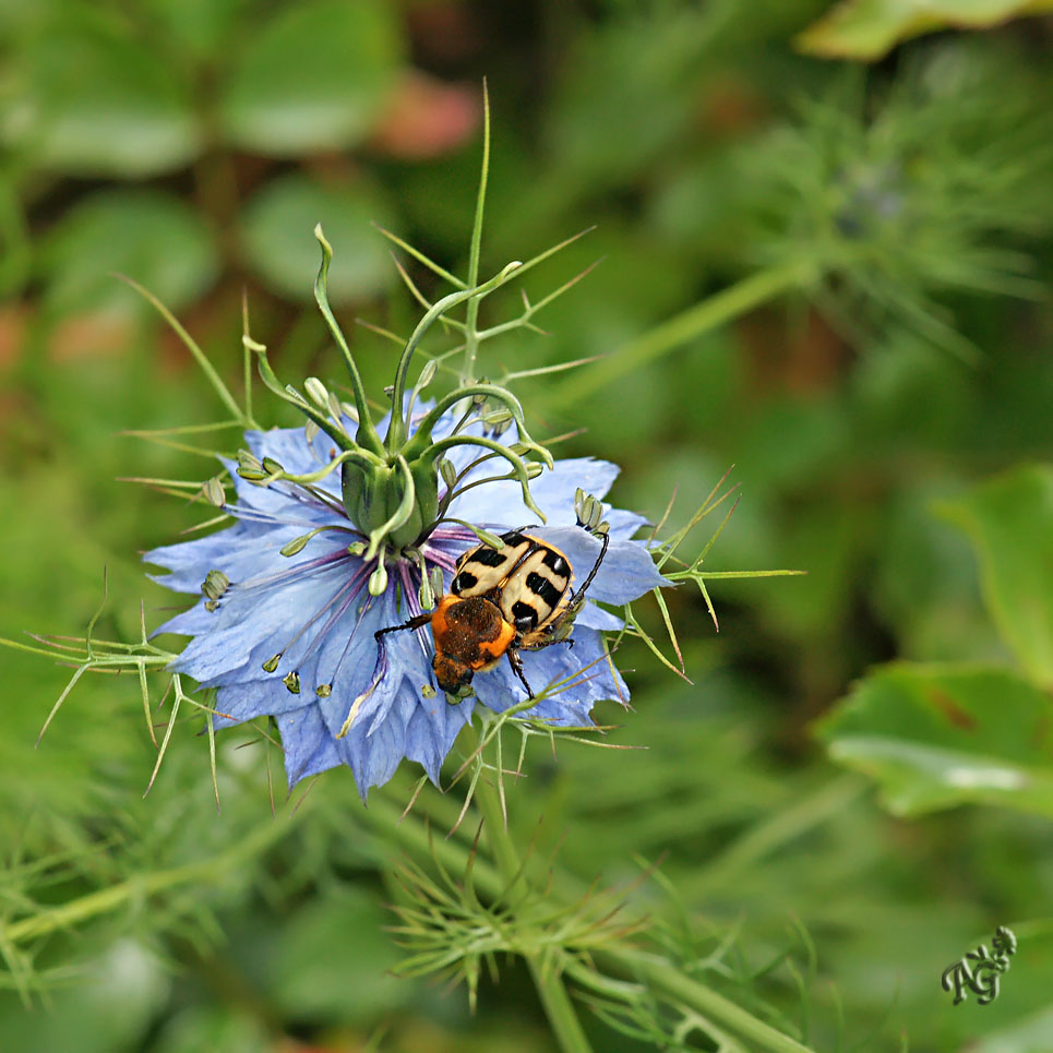 Sur la nigelle de Damas ... la trichie