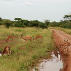 Sur la piste. ( Ambiance de la savane africaine )