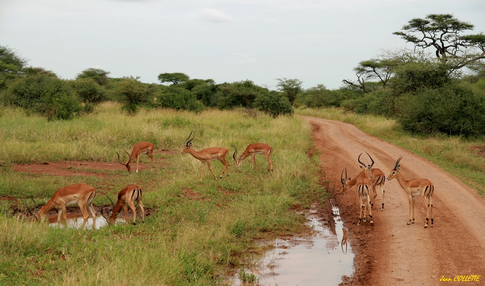 Sur la piste. ( Ambiance de la savane africaine ) photo et image