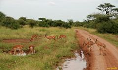 Sur la piste. ( Ambiance de la savane africaine )