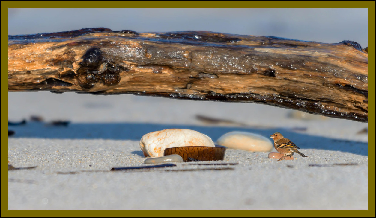 Sur la plage abandonné,coquillages et crustacés.........