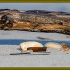 Sur la plage abandonné,coquillages et crustacés.........