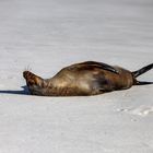 Sur la plage abandonnée...