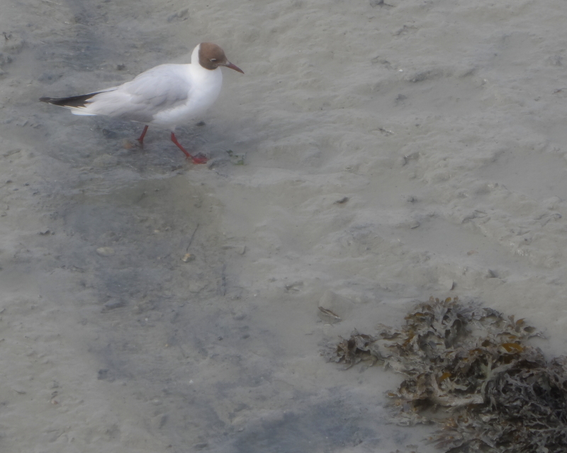 sur la plage abandonnée...