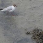 sur la plage abandonnée...