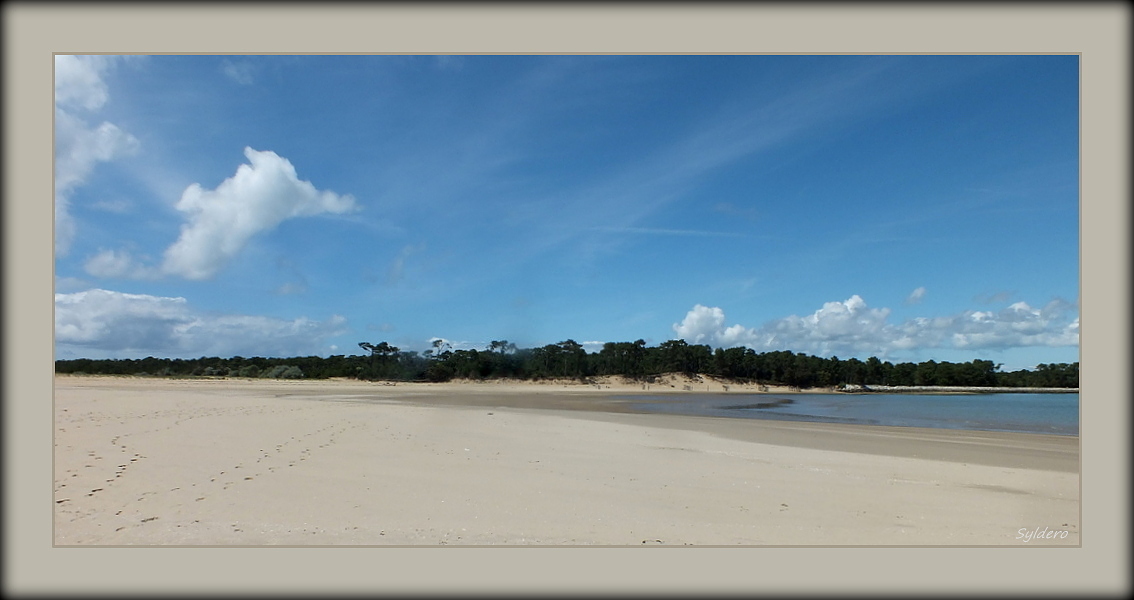 Sur la plage abandonnée,coquillages et crustacés...