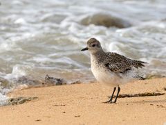 Sur la plage