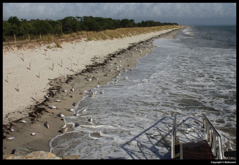 "Sur la plage la foule des estivants de l'automne "