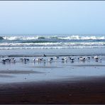 Sur la plage près de Sidi Ifni - Am Strand in der Nähe von Sidi Ifni