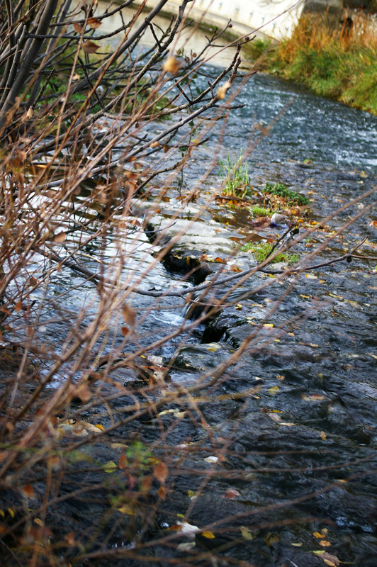 Sur la rive de KaliWeir 