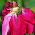 Sur la rose fanée ... la sauterelle verte