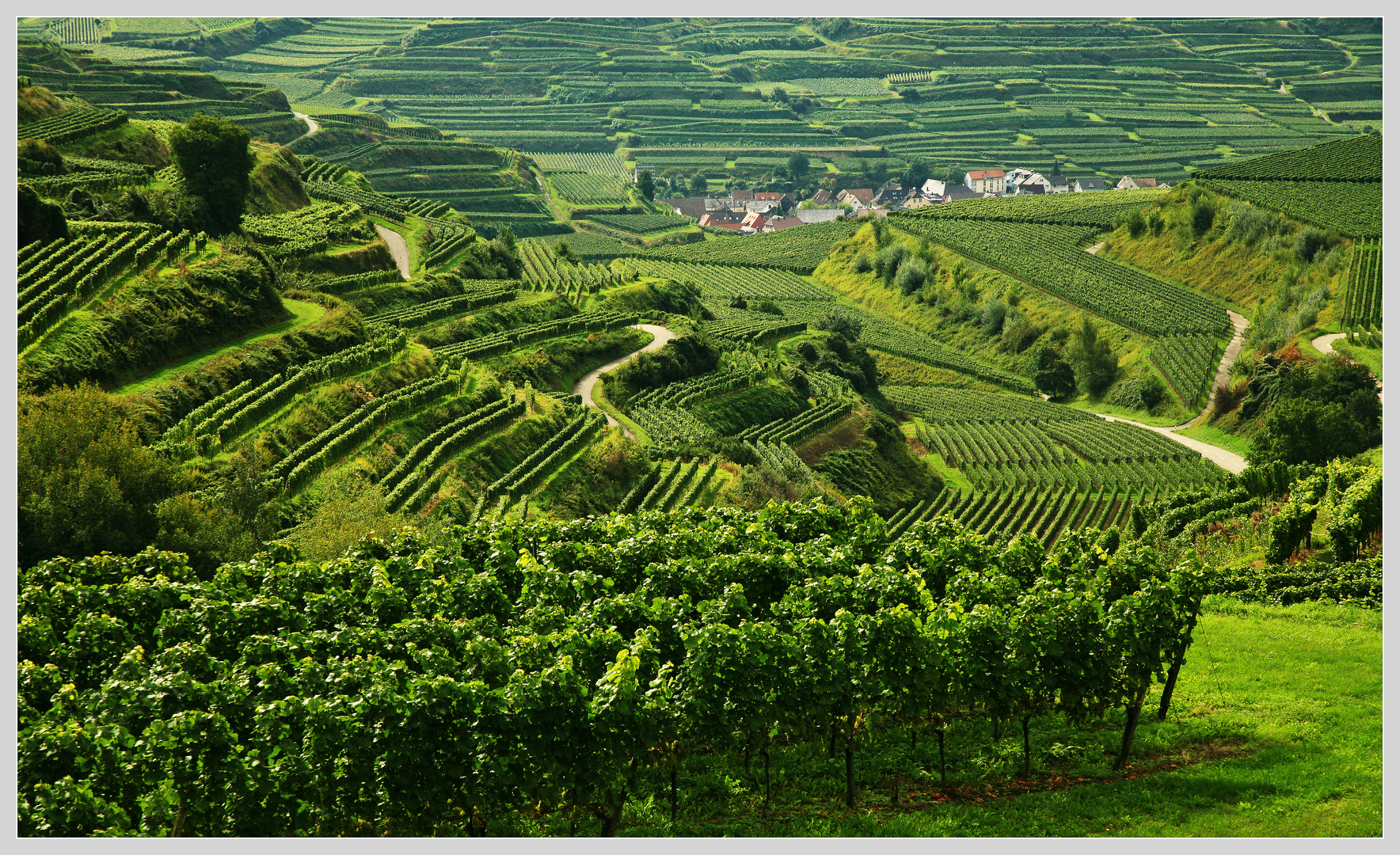 Sur la route Badoise du vin, Badische Weinstrasse, BadeWurtemberg