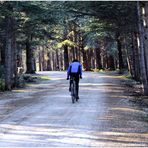 Sur la route des cèdres