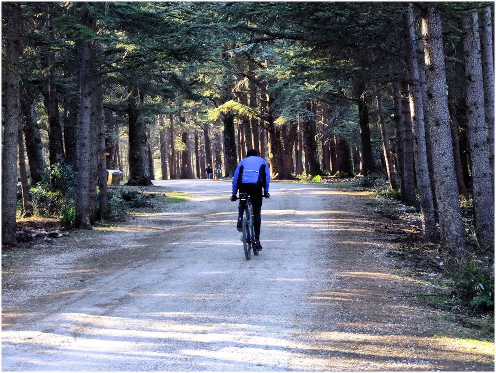 Sur la route des cèdres