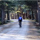 Sur la route des cèdres