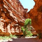 sur la route des Havasupai