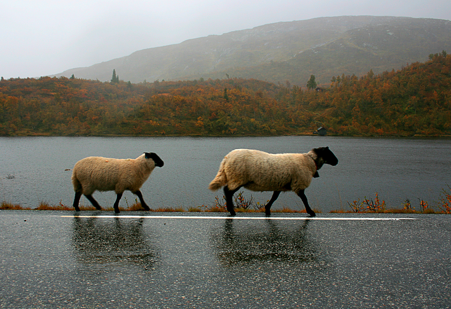 Sur la route des mout-mouts