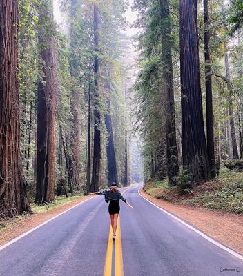 Sur la route des sequoias