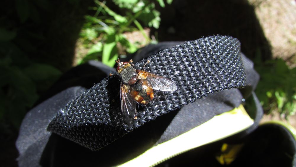 ..Sur la sangle de mon sac à dos, elle s'est posée..